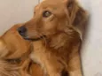 Bolinha
