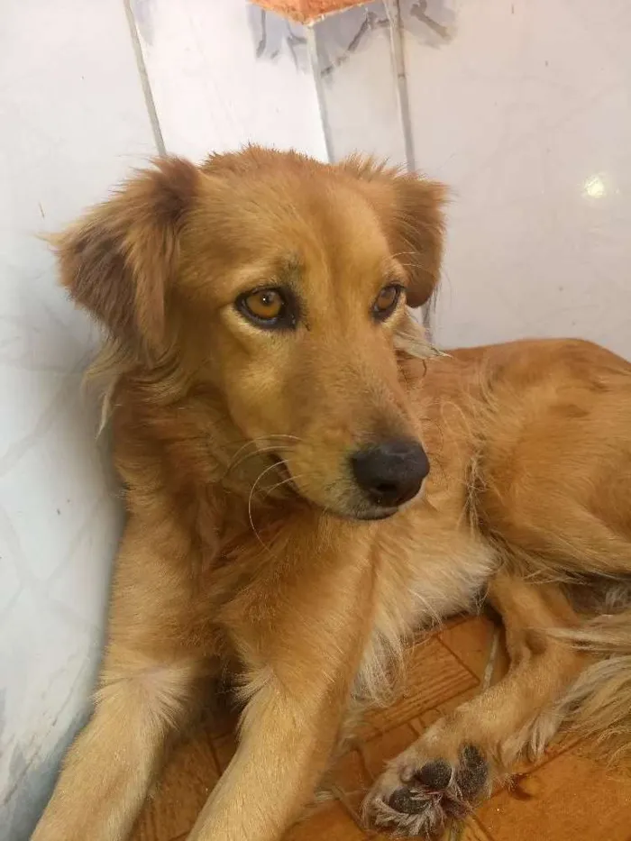 Cachorro raça Vira lata idade 6 ou mais anos nome Bolinha