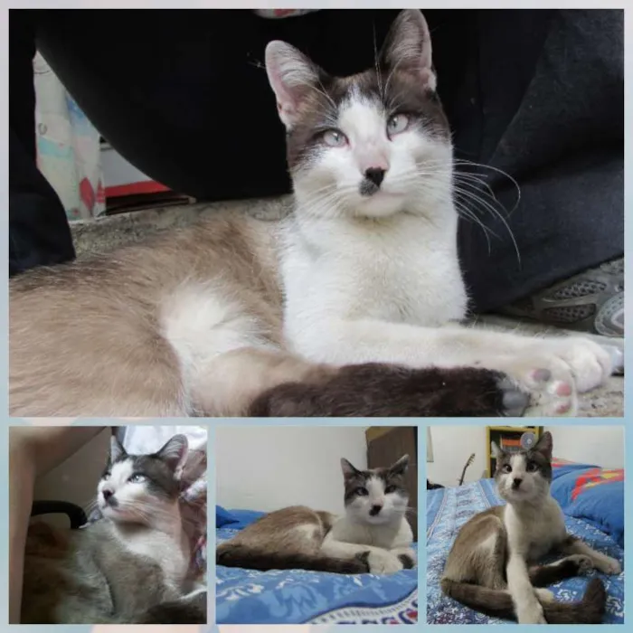 Gato ra a SRD idade 1 ano nome Chaplin