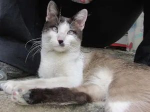 Gato raça SRD idade 1 ano nome Chaplin