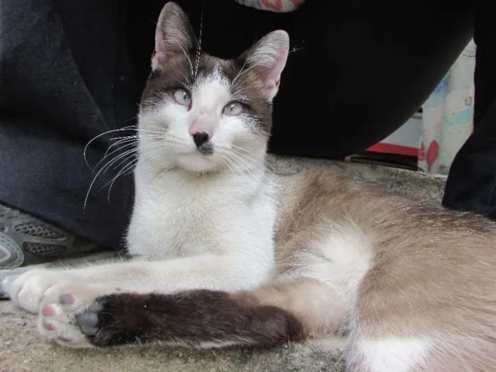 Gato ra a SRD idade 1 ano nome Chaplin