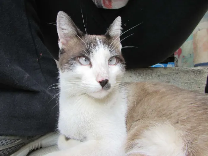 Gato ra a SRD idade 1 ano nome Chaplin