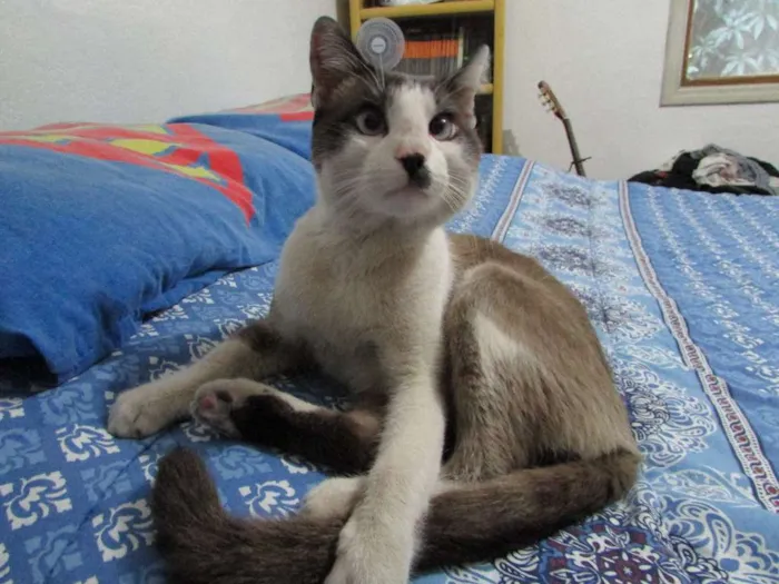 Gato ra a SRD idade 1 ano nome Chaplin