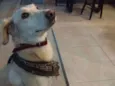 Cachorro
