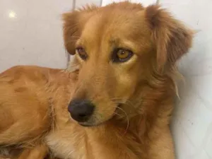 Cachorro raça Vira lata idade 6 ou mais anos nome Bolinha