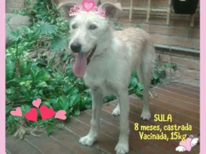 Cachorro raça Srd mix poodle idade 1 ano nome SULAH