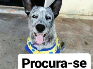 Cachorro raça Burriler idade 2 a 6 meses nome Medusa