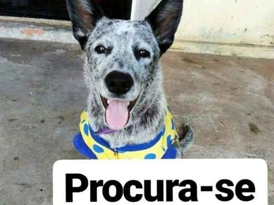 Cachorro ra a Burriler idade 2 a 6 meses nome Medusa