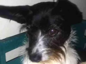 Cachorro raça Srd mix fox paulistinha idade 2 anos nome SPLINTER