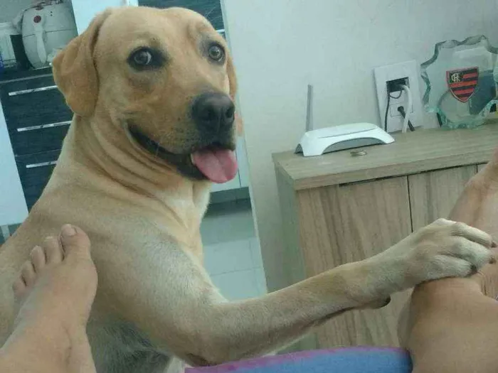 Cachorro ra a Labrador idade 2 anos nome Billy