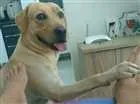 Cachorro raça Labrador idade 2 anos nome Billy