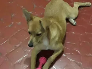 Cachorro raça Vira Lata idade 7 a 11 meses nome LINDA