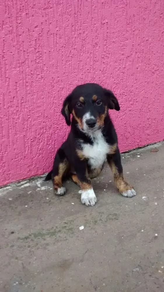 Cachorro ra a Srd idade 2 a 6 meses nome Não tem