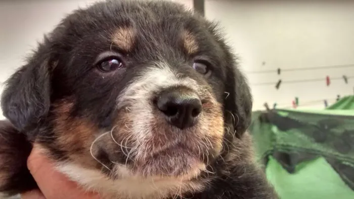 Cachorro ra a Srd idade 2 a 6 meses nome Não tem