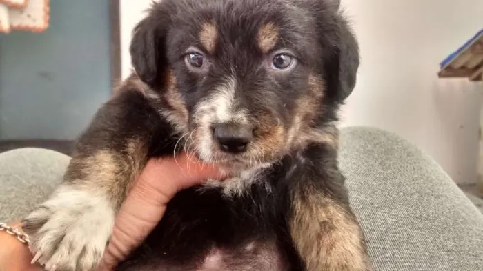 Cachorro ra a Srd idade 2 a 6 meses nome Não tem