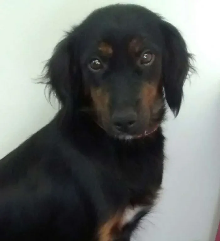 Cachorro ra a Srd idade 1 ano nome Mey