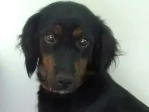 Cachorro raça Srd idade 1 ano nome Mey