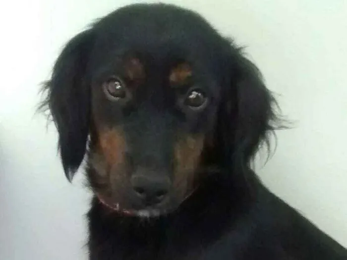 Cachorro ra a Srd idade 1 ano nome Mey