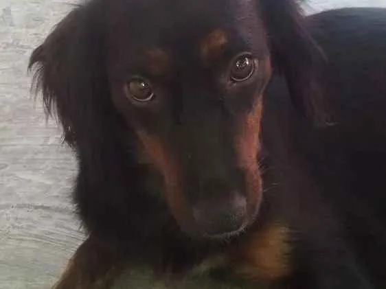 Cachorro ra a Srd idade 1 ano nome Mey