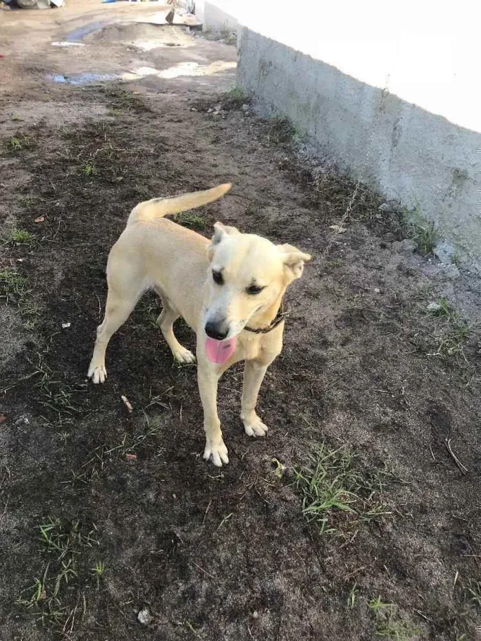 Cachorro ra a Vira-lata  idade 5 anos nome Bobby 