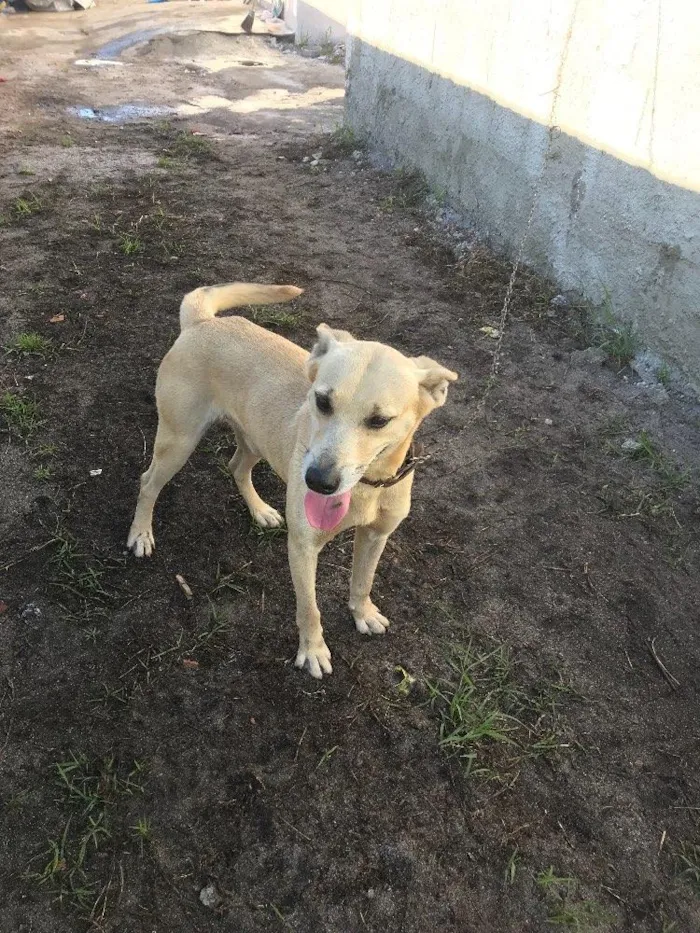 Cachorro ra a Vira-lata  idade 5 anos nome Bobby 
