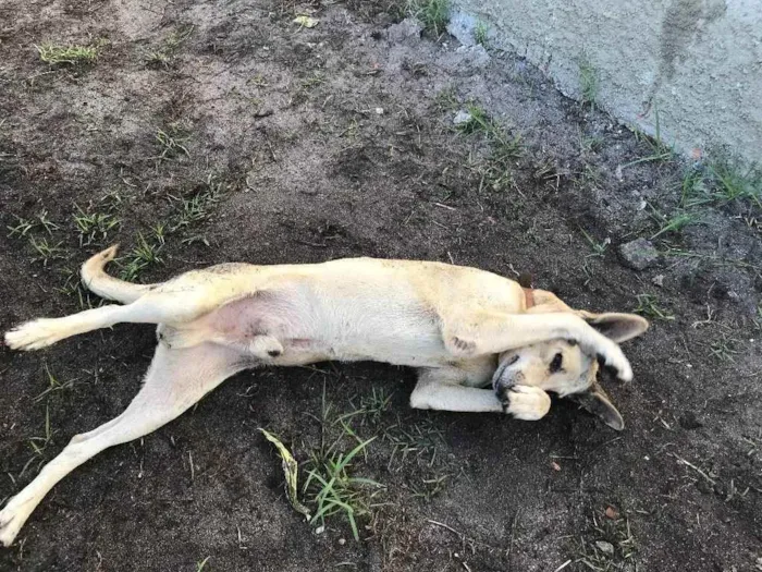 Cachorro ra a Vira-lata  idade 5 anos nome Bobby 