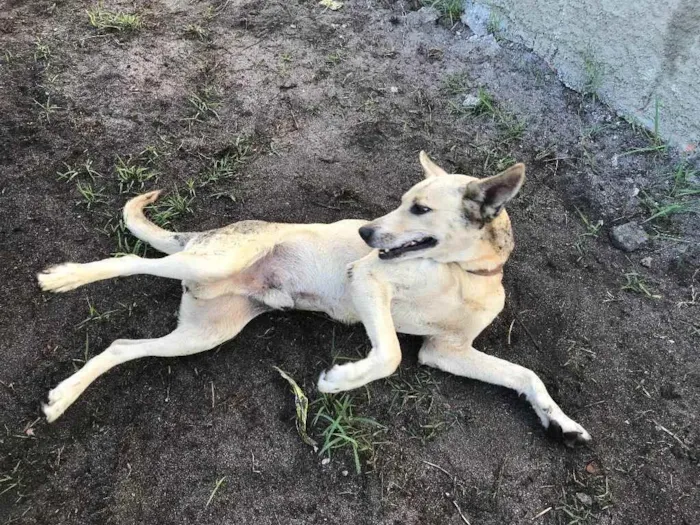 Cachorro ra a Vira-lata  idade 5 anos nome Bobby 