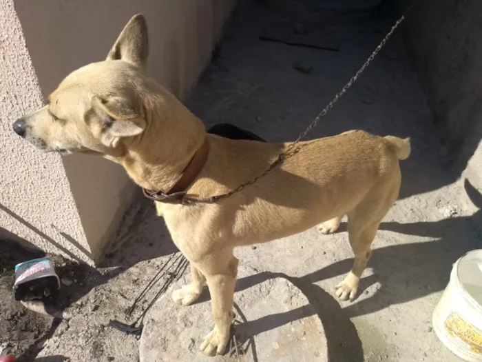 Cachorro ra a Vira-lata  idade 5 anos nome Bobby 