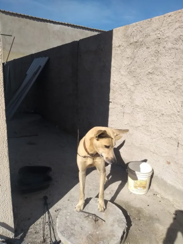 Cachorro ra a Vira-lata  idade 5 anos nome Bobby 