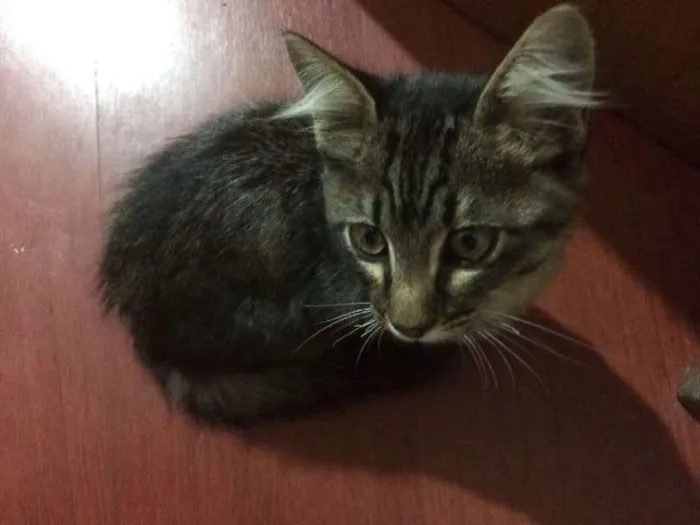 Gato ra a srd idade 2 a 6 meses nome Mimi