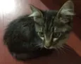 Mimi