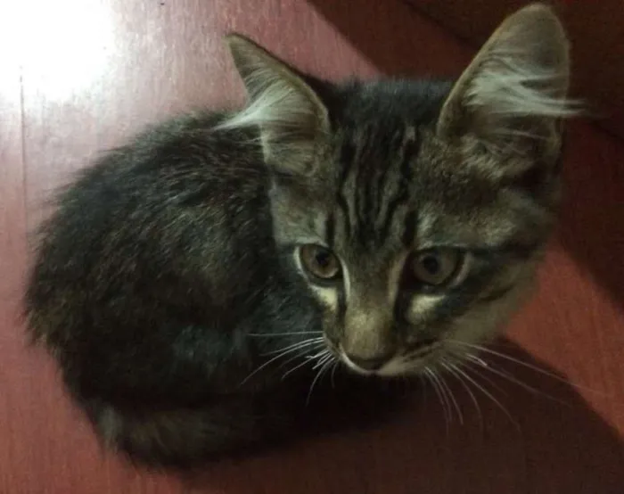 Gato ra a srd idade 2 a 6 meses nome Mimi