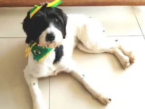 Cachorro raça SRD idade  nome Bianca