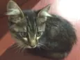 Mimi