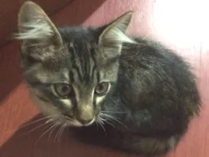 Gato raça srd idade 2 a 6 meses nome Mimi