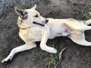 Cachorro raça Vira-lata  idade 5 anos nome Bobby 
