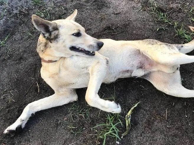 Cachorro ra a Vira-lata  idade 5 anos nome Bobby 