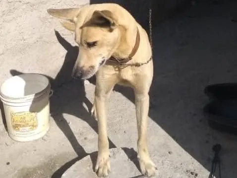 Cachorro ra a Vira-lata  idade 5 anos nome Bobby 