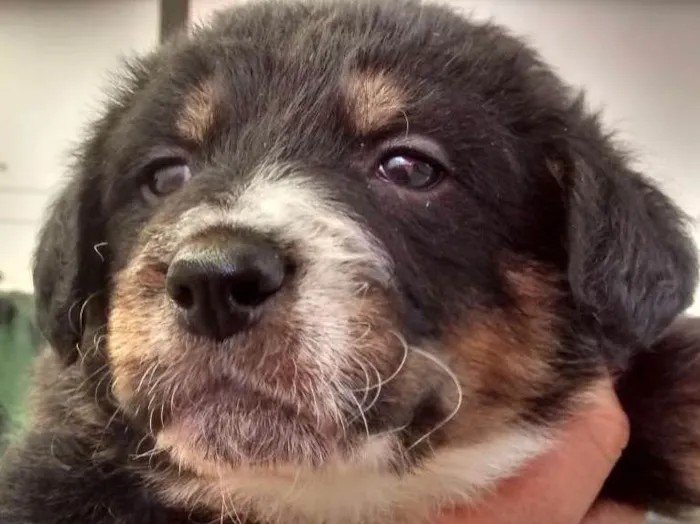 Cachorro ra a Srd idade 2 a 6 meses nome Não tem