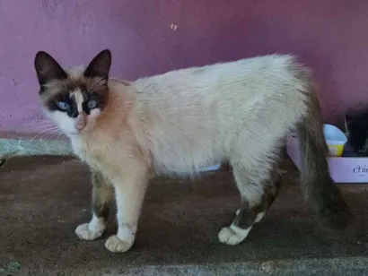 Gato raça Sem raça idade 2 a 6 meses nome Masquera e o filhote
