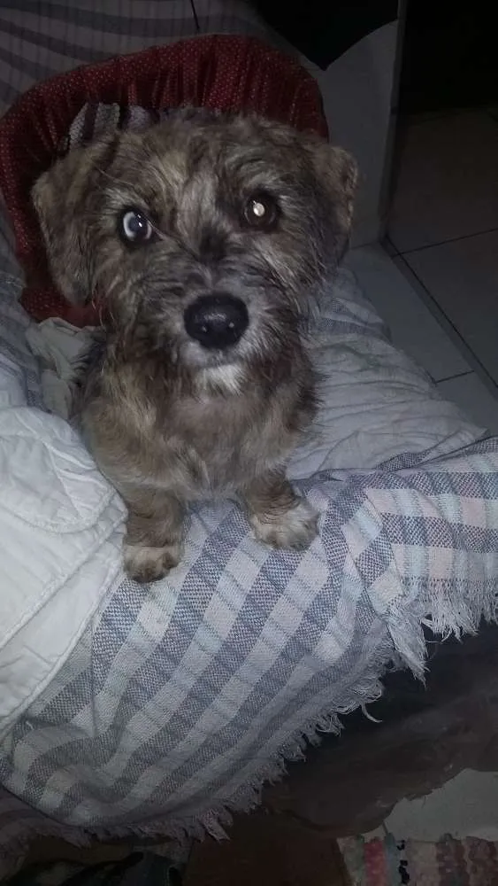 Cachorro ra a também não sei que raça é  idade 2 a 6 meses nome não sei