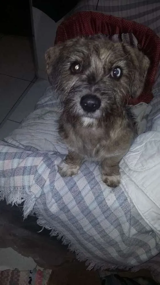 Cachorro ra a também não sei que raça é  idade 2 a 6 meses nome não sei