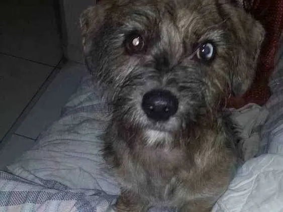 Cachorro ra a também não sei que raça é  idade 2 a 6 meses nome não sei