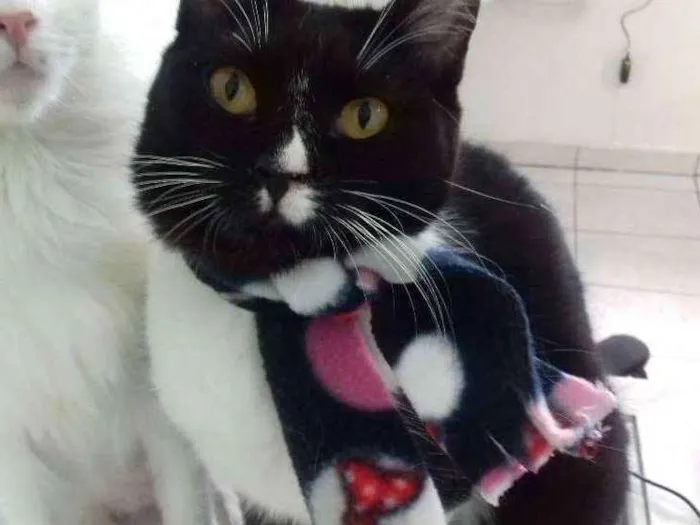 Gato ra a Srd  idade 2 a 6 meses nome Moah