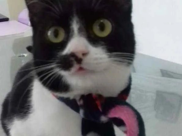 Gato raça Srd  idade 2 a 6 meses nome Rebeca