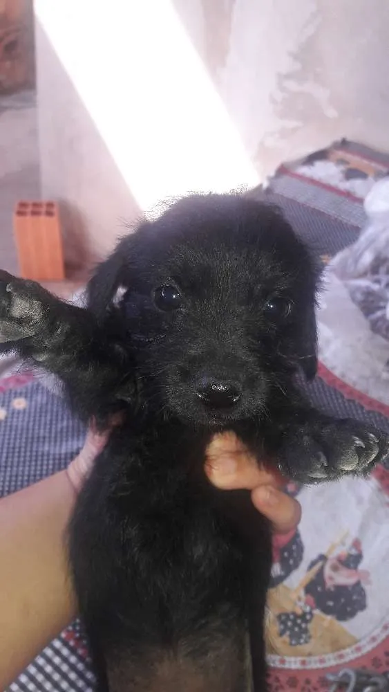 Cachorro ra a Srd idade Abaixo de 2 meses nome sem nome ainda?