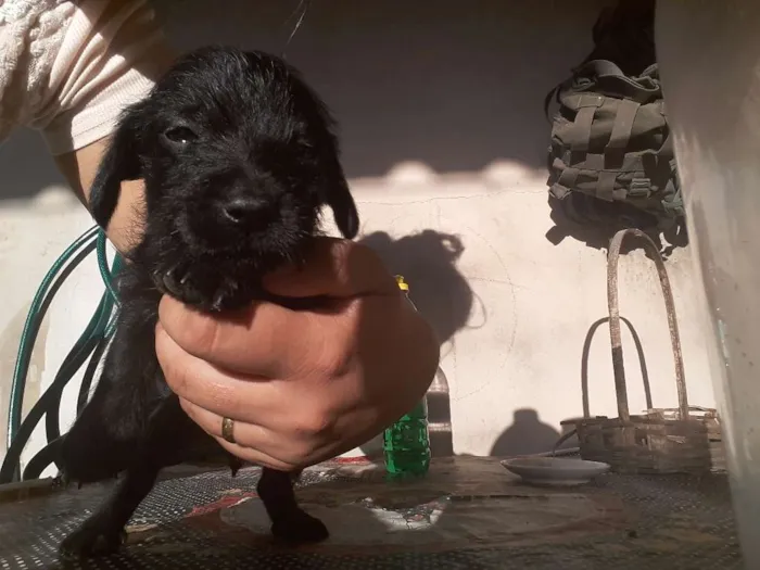 Cachorro ra a Srd idade Abaixo de 2 meses nome sem nome ainda?