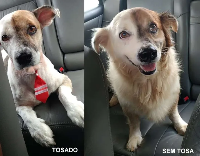 Cachorro raça indefinida idade 6 ou mais anos nome Bart GRATIFICA