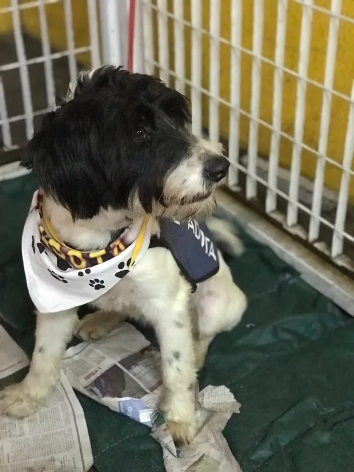 Cachorro ra a SRD idade  nome Bianca