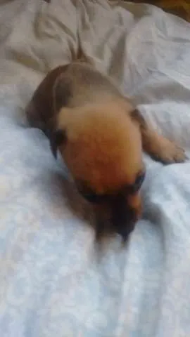 Cachorro ra a  idade Abaixo de 2 meses nome Não tem nome